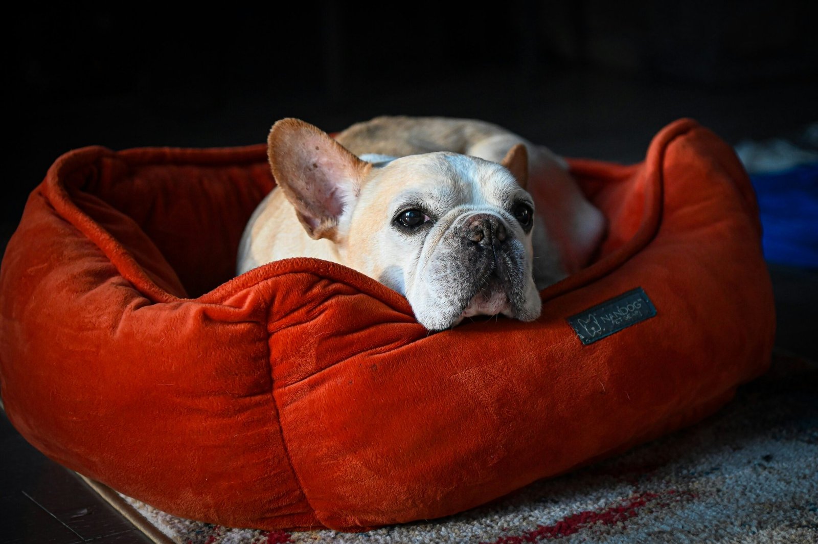 practical gadgets for senior dog
