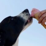 Hypoallergenic Dog Treats Your Dog Will Actually Love