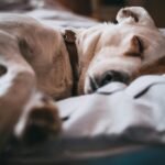 10 Signs Your dog Might Be in pain (And What To Do)