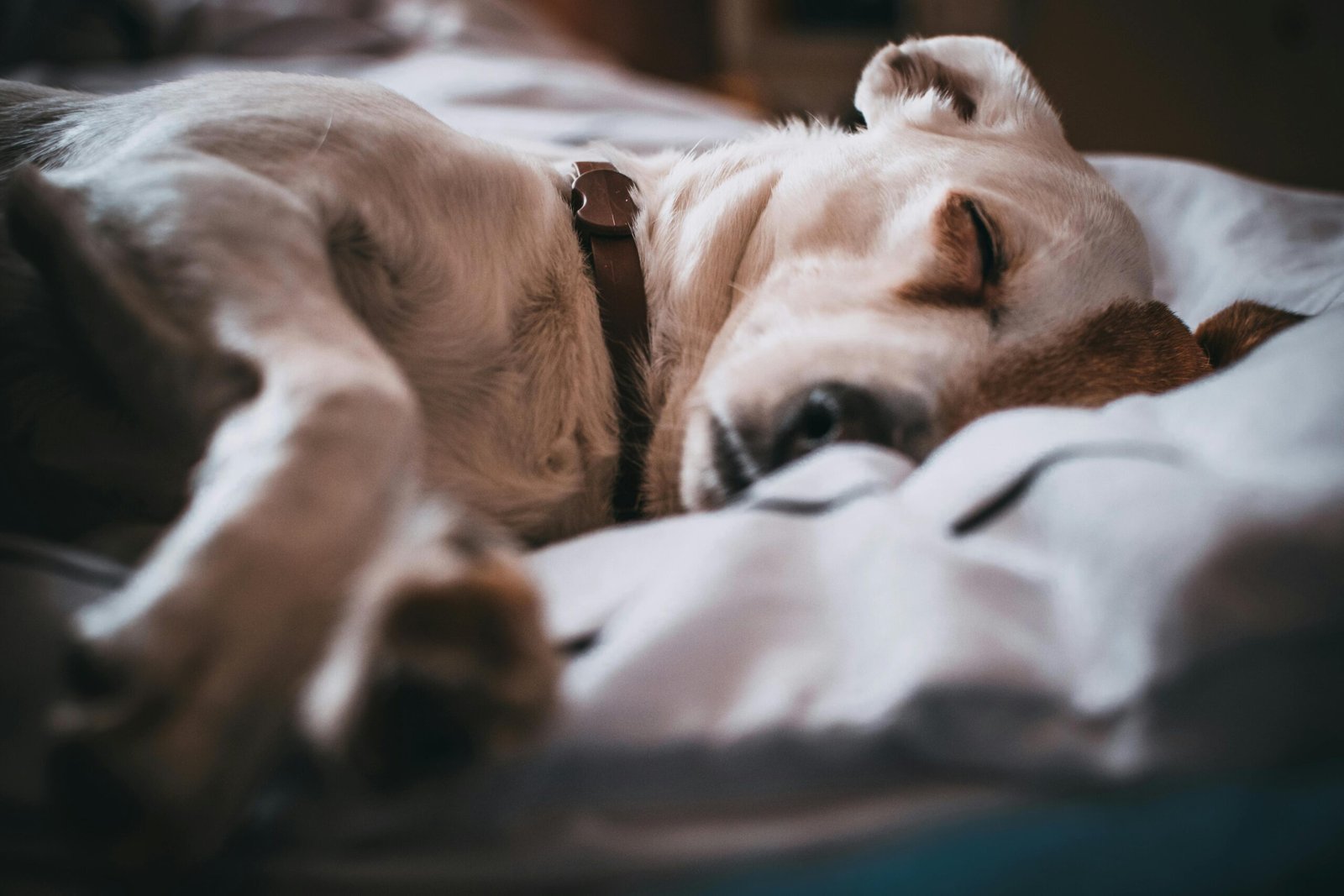 You are currently viewing 10 Signs Your dog Might Be in pain (And What To Do)