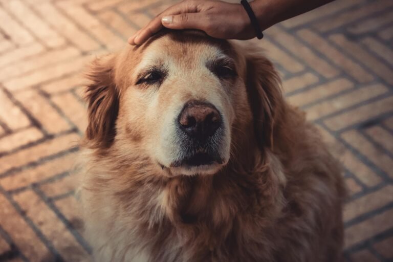 Which Supplements Does Your Senior Dog Really Need?