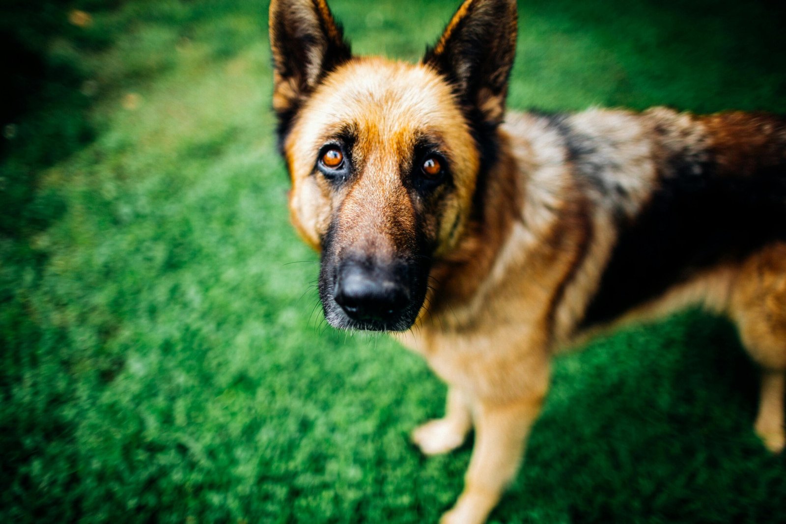 10 signs your dog is in pain
