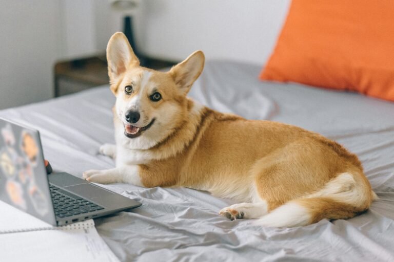 best gadgets for senior dog
