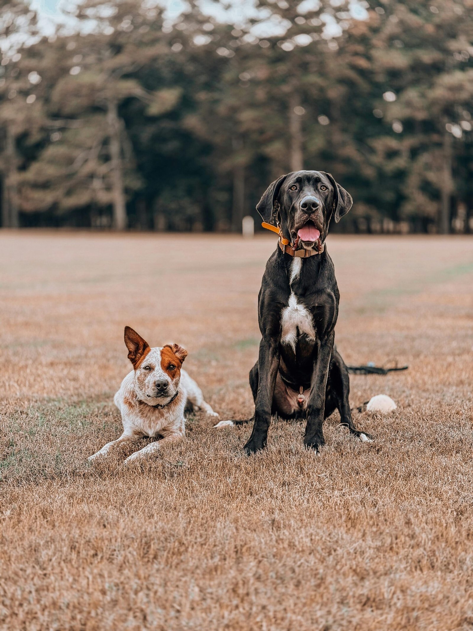 senior dogs pain
