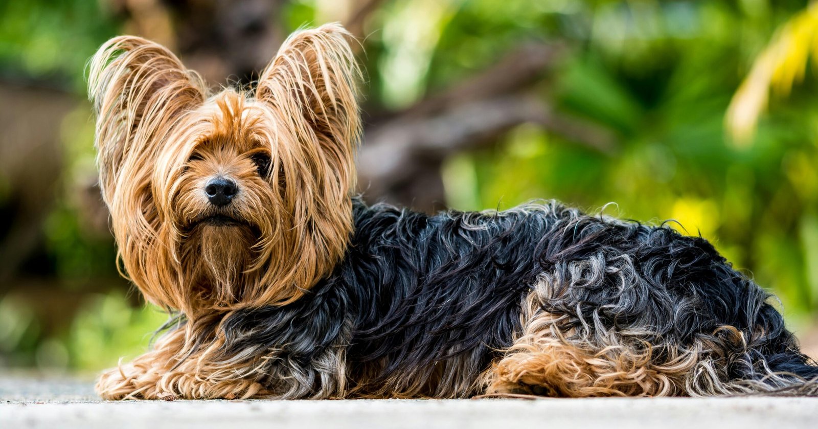 senior dog food joint support