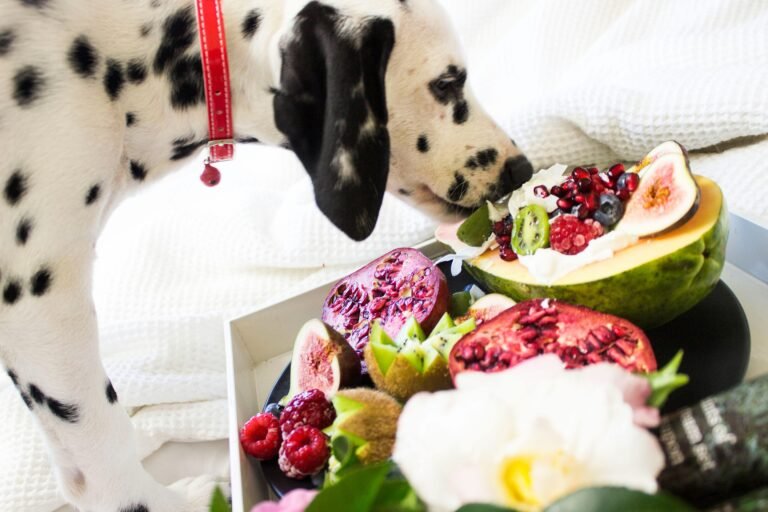 best senior dog food