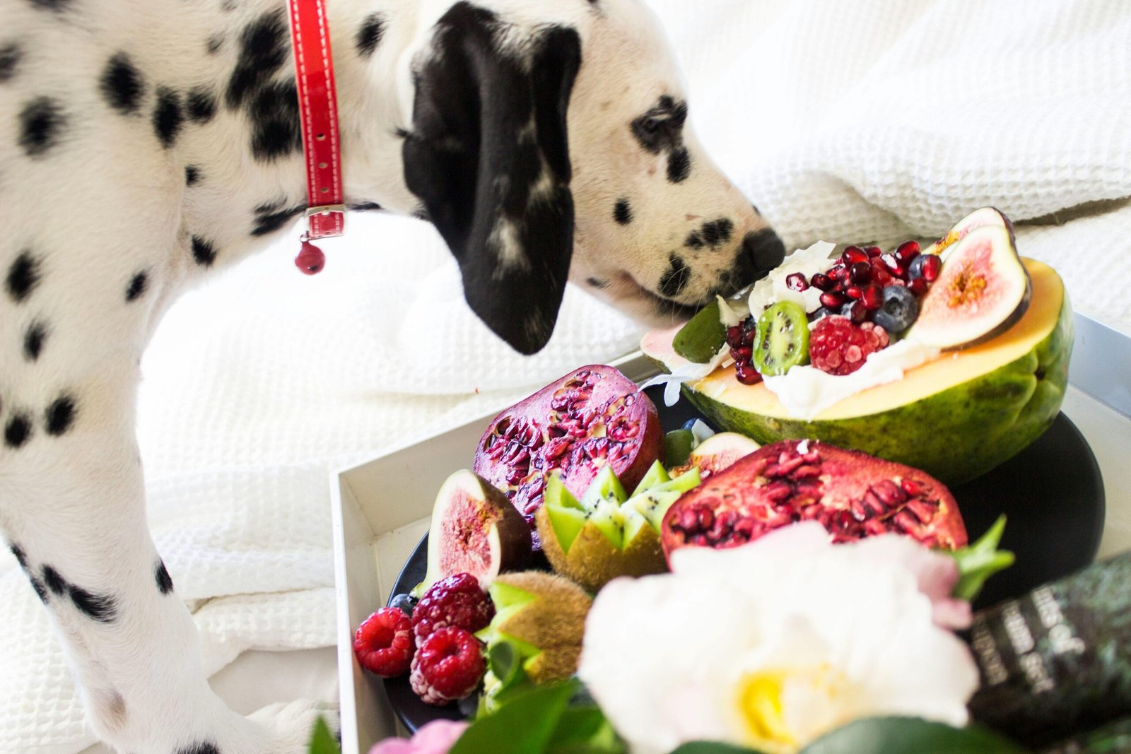 Read more about the article Best Food For Senior Dogs: What Really Works In 2025