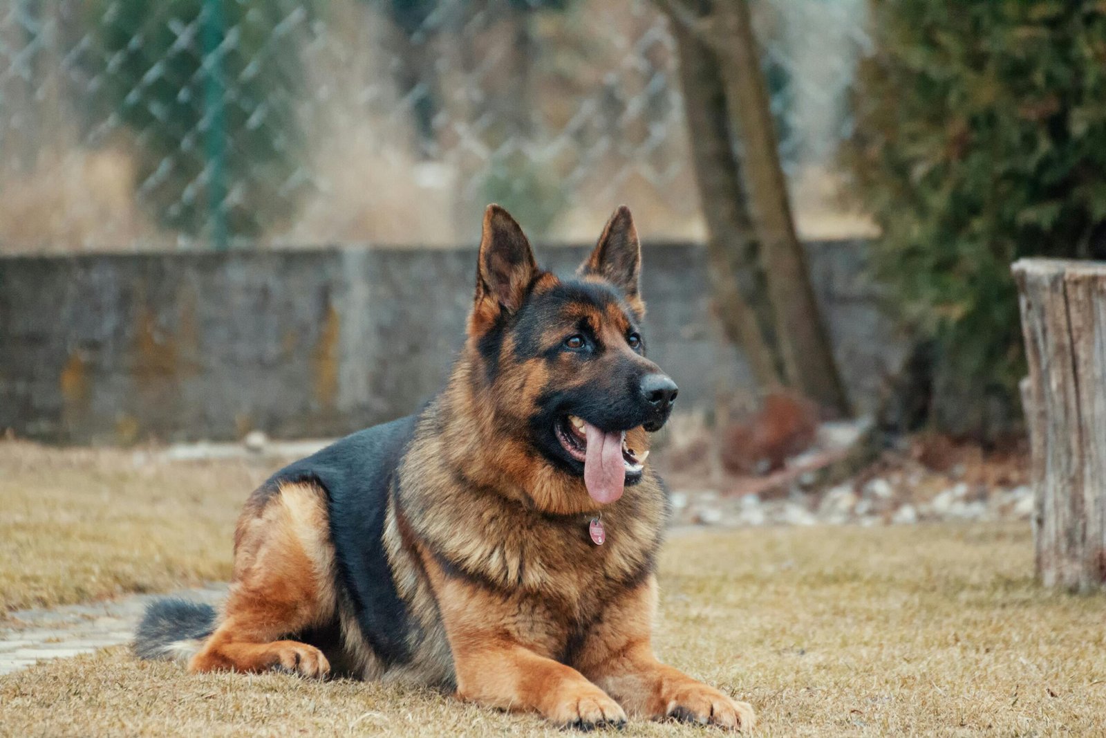 supplements for senior dogs
