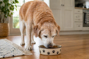 Read more about the article Best Senior Dog Food 2026