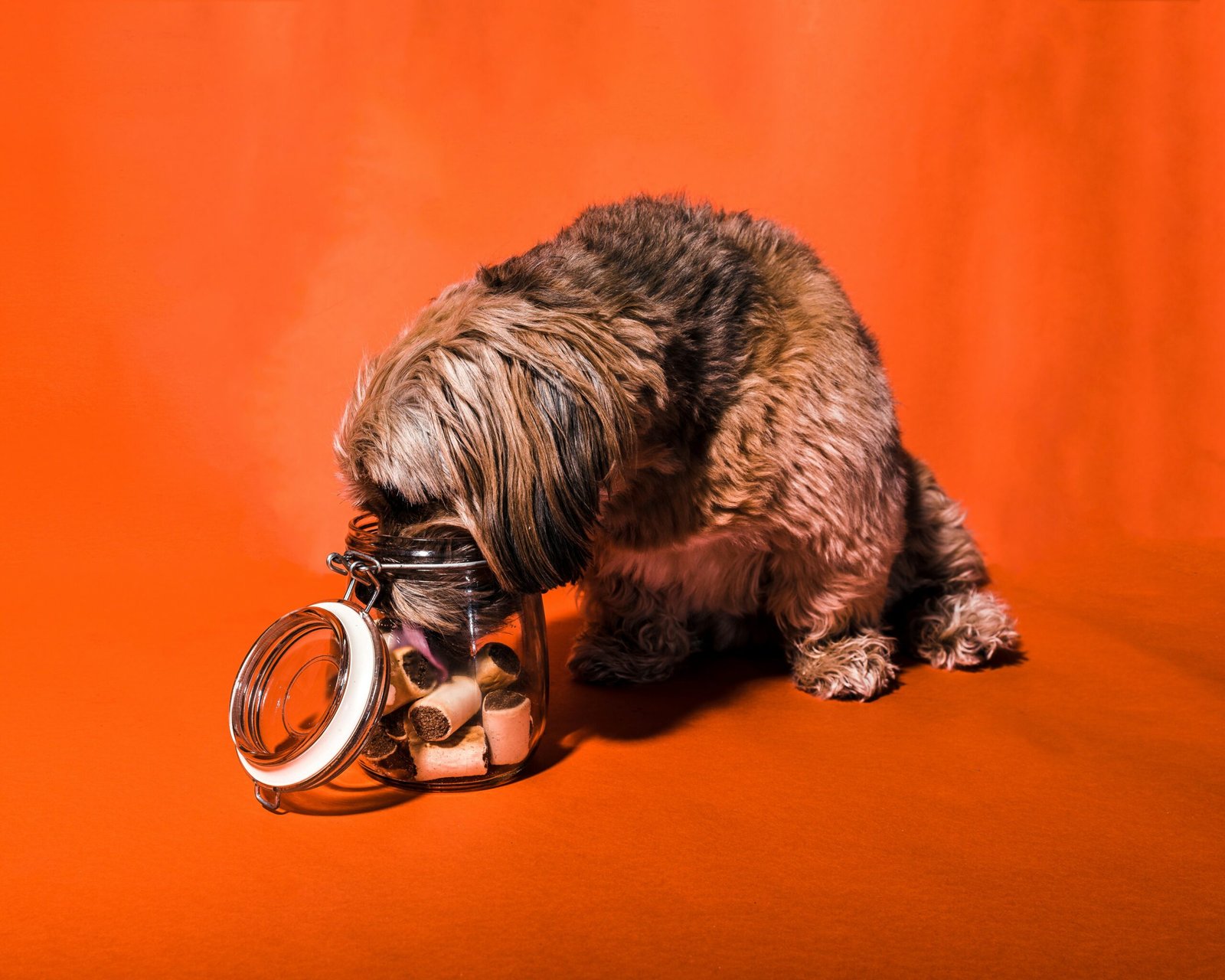senior dog enjoying his snacks
best food for senior dogs