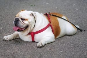 Read more about the article Best Weight Management Dog Food for Senior Dogs