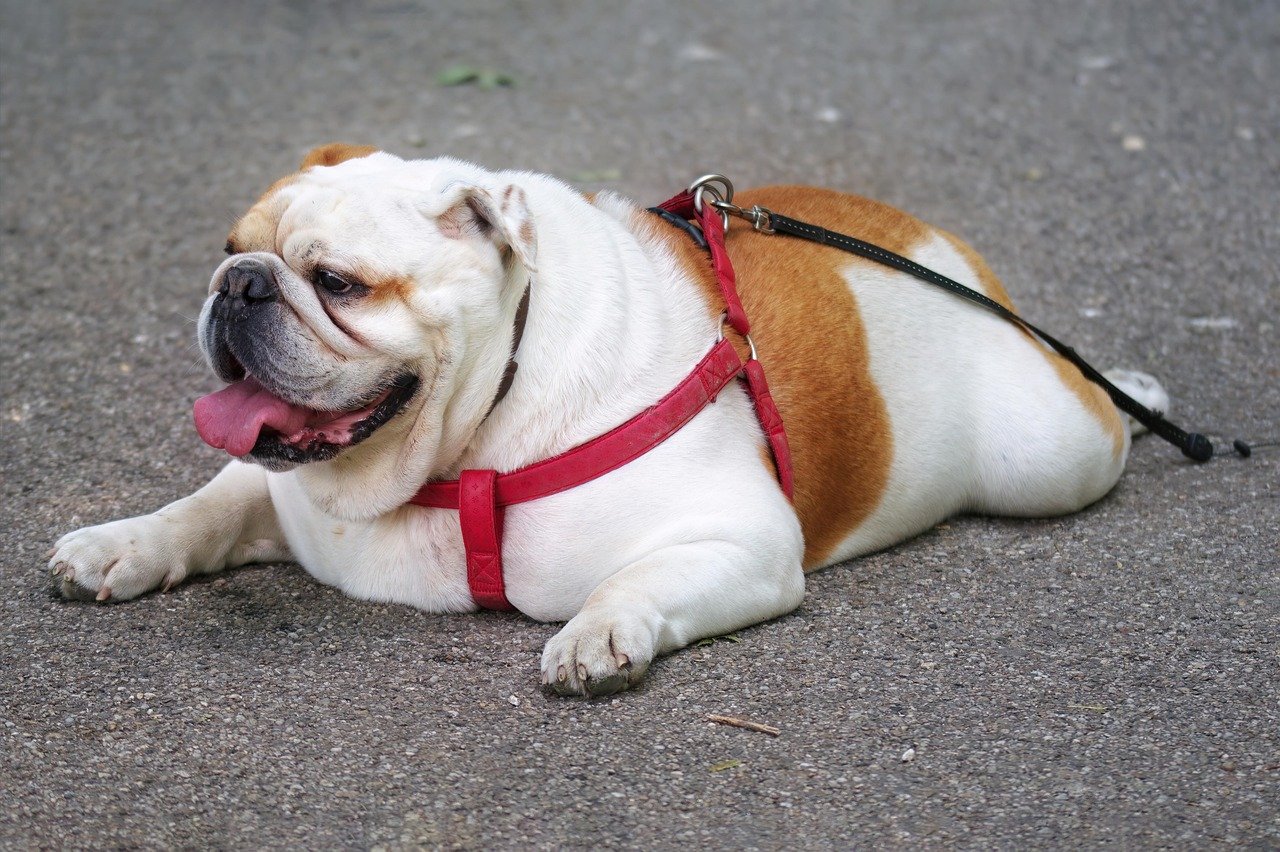 joint problems in senior dogs