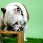 Best Elevated Dog Bowls: Improve Eating Posture and Digestion for Dogs