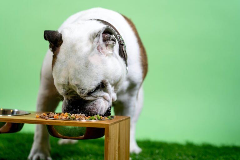 Best Elevated Dog Bowls: Improve Eating Posture and Digestion for Dogs