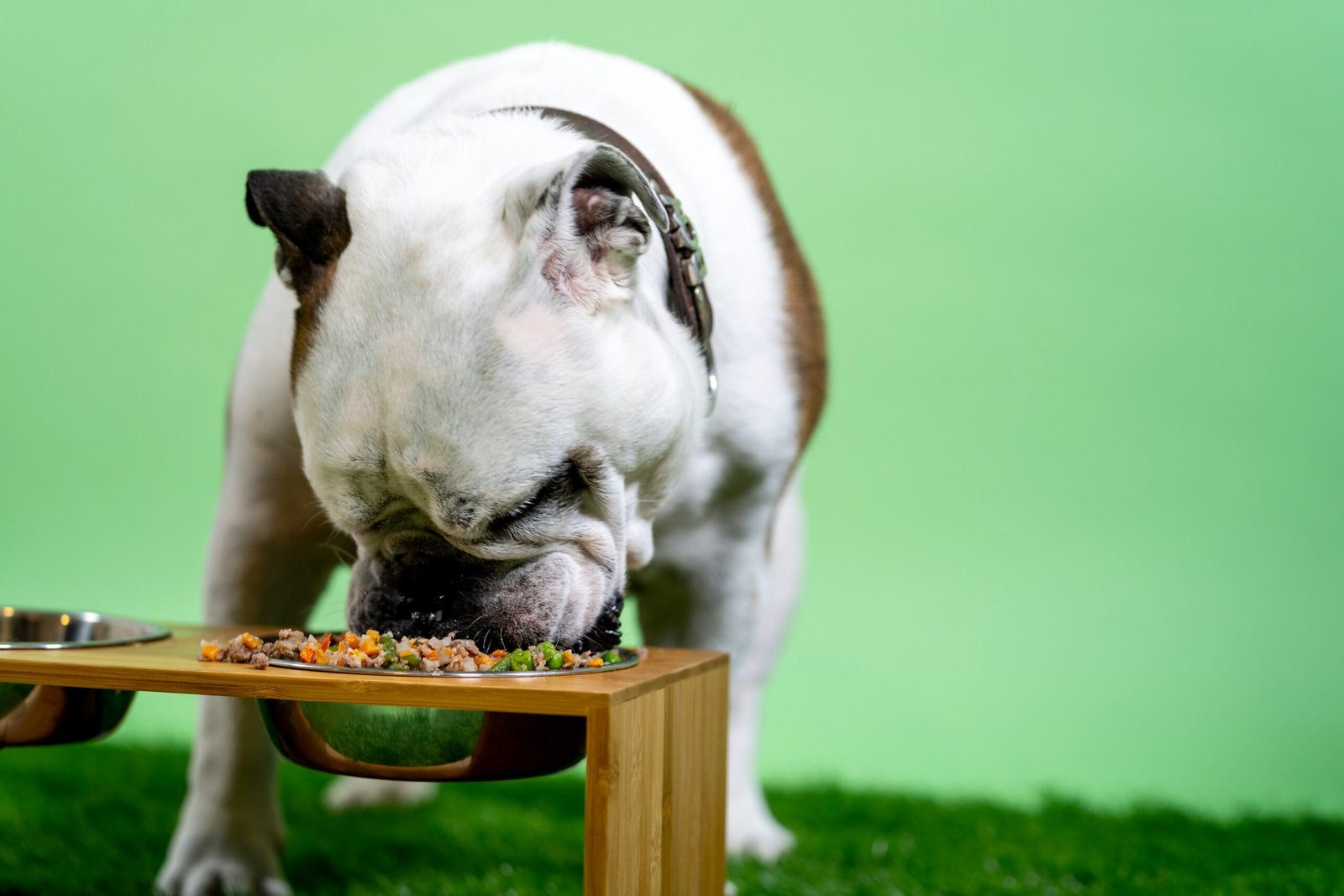 how to transition your senior dog to a new diet
