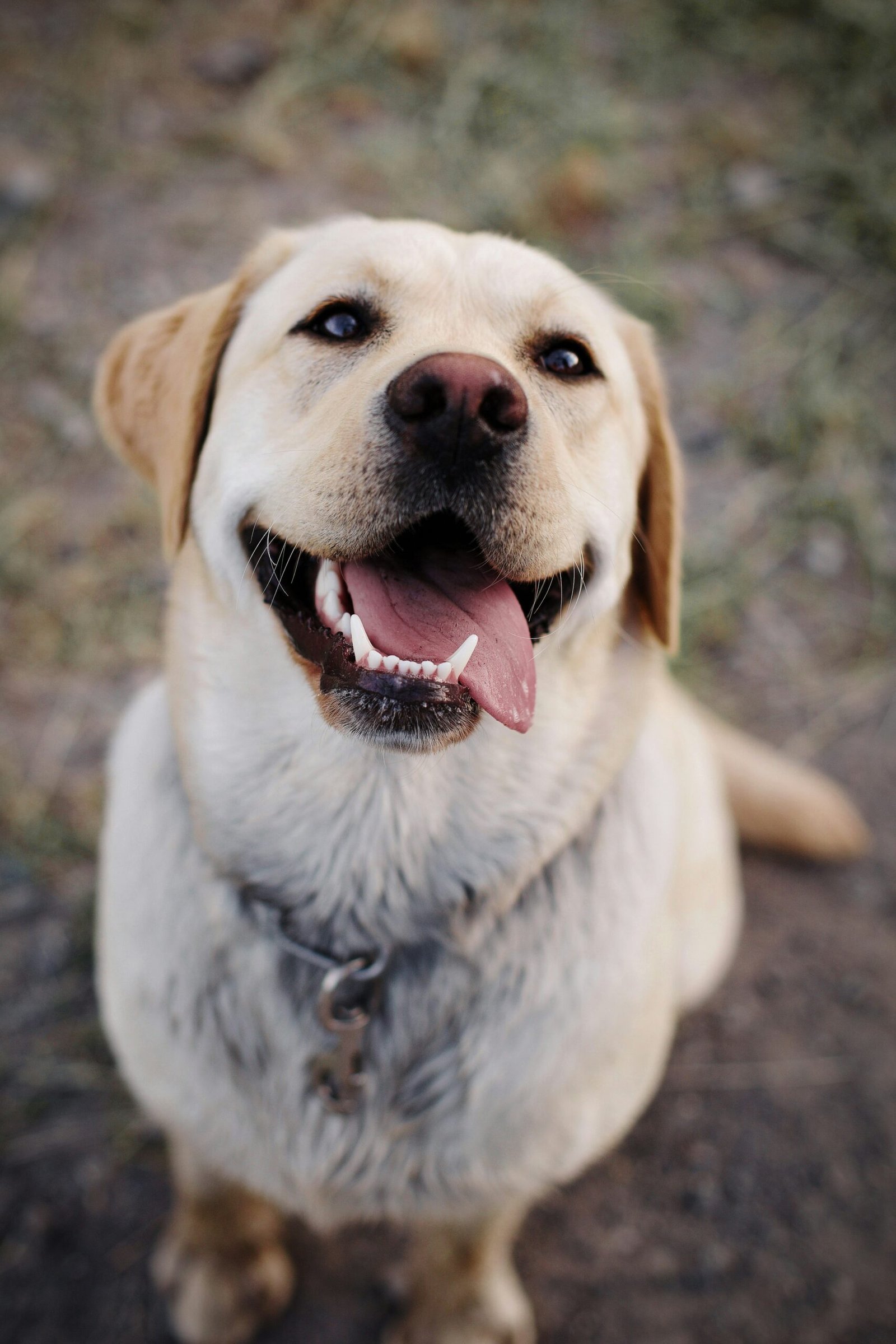 how to change older dog's diet