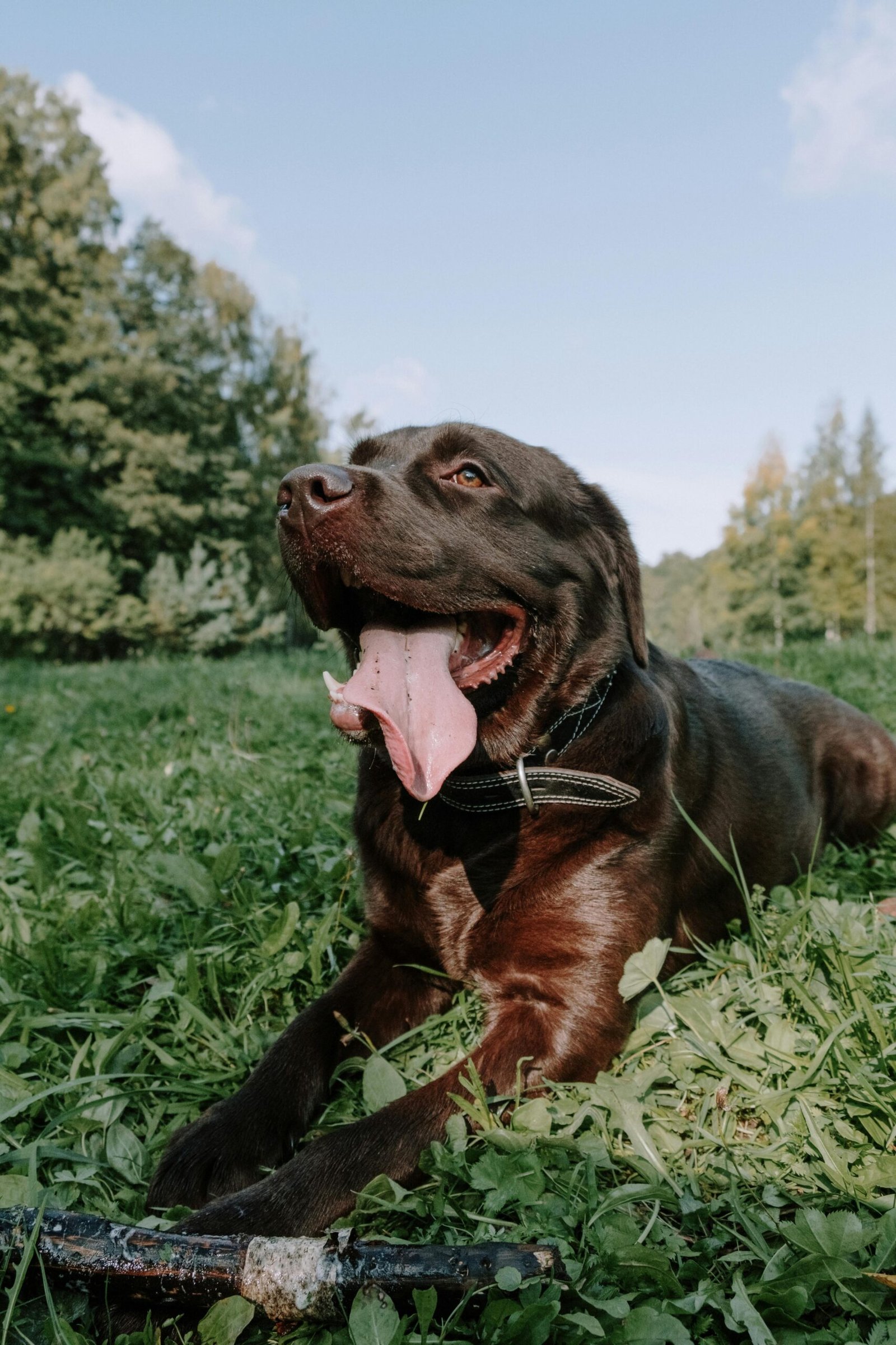 dogs in pain
