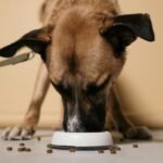 How to Transition Your Senior Dog to a New Diet Safely (Vet-Approved Tips)