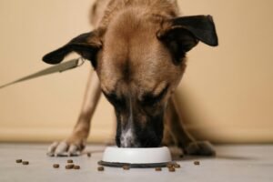 Read more about the article How to Transition Your Senior Dog to a New Diet Safely (Vet-Approved Tips)