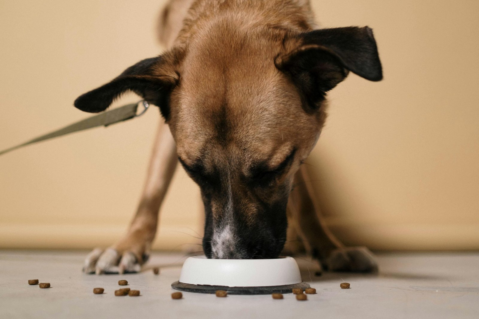 You are currently viewing How to Transition Your Senior Dog to a New Diet Safely (Vet-Approved Tips)