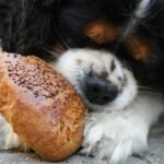Why the Best Dog Food for Senior Dogs Is Crucial for Their Health