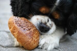 Read more about the article Why the Best Dog Food for Senior Dogs Is Crucial for Their Health