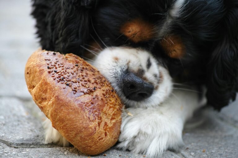 Why the Best Dog Food for Senior Dogs Is Crucial for Their Health