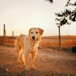 Joint Problems in Senior Dogs: Causes, Symptoms & Best Remedies