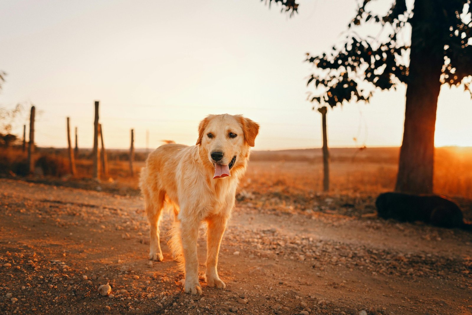 You are currently viewing Joint Problems in Senior Dogs: Causes, Symptoms & Best Remedies