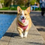 Soothing Tips For Dogs In Pain