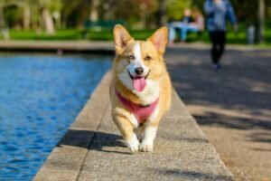 Read more about the article Soothing Tips For Dogs In Pain