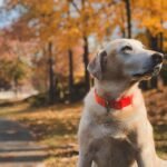 Best Supplements For Senior Dogs