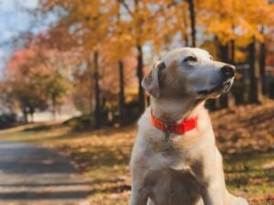 Read more about the article Best Supplements For Senior Dogs
