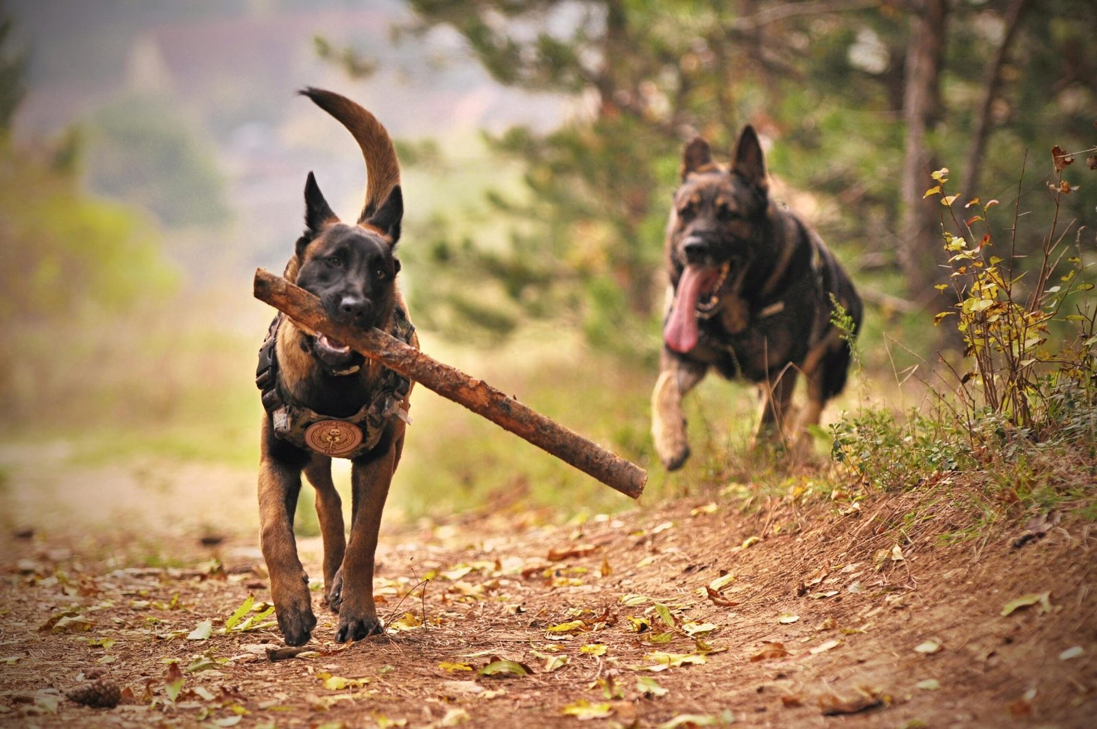 senior dog supplements