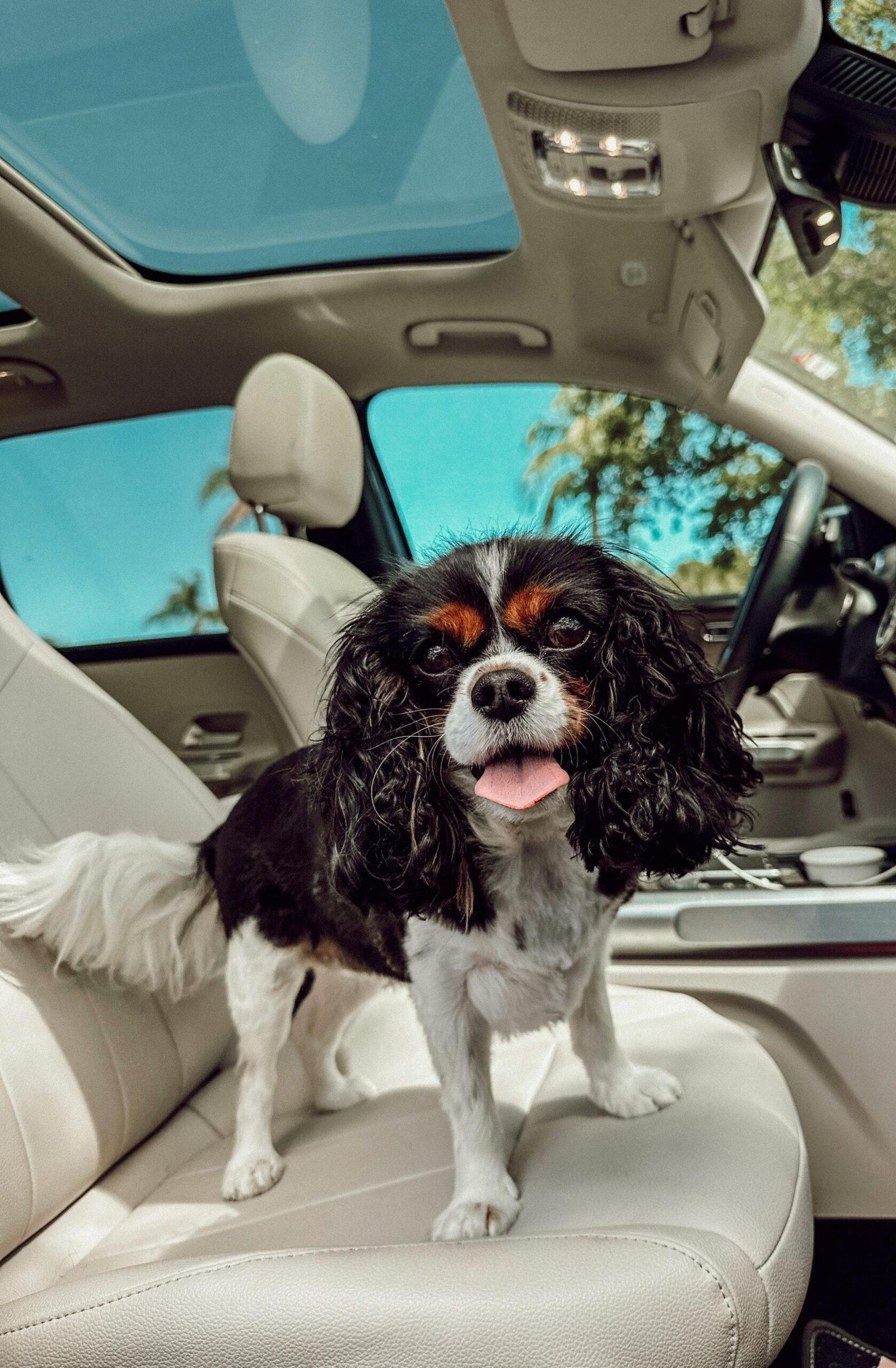 best dog food for senior dogs
