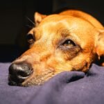 Why an Good Orthopedic Dog Bed is Vital for Senior Dogs