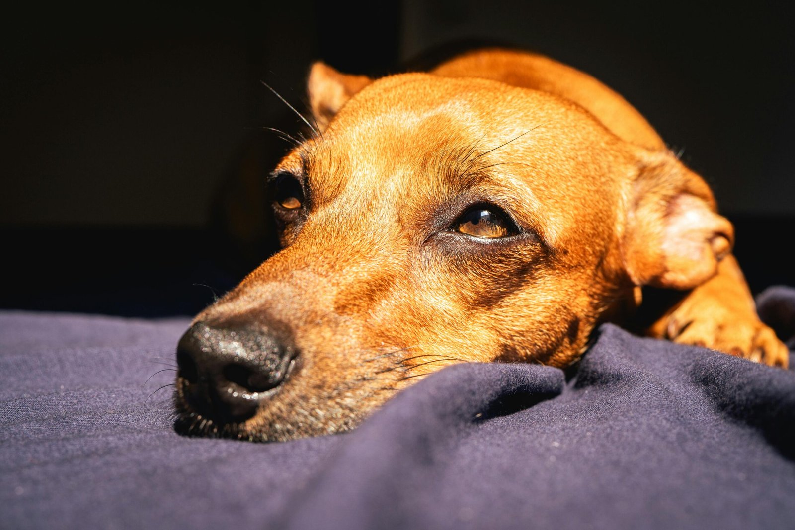 You are currently viewing Why an Good Orthopedic Dog Bed is Vital for Senior Dogs