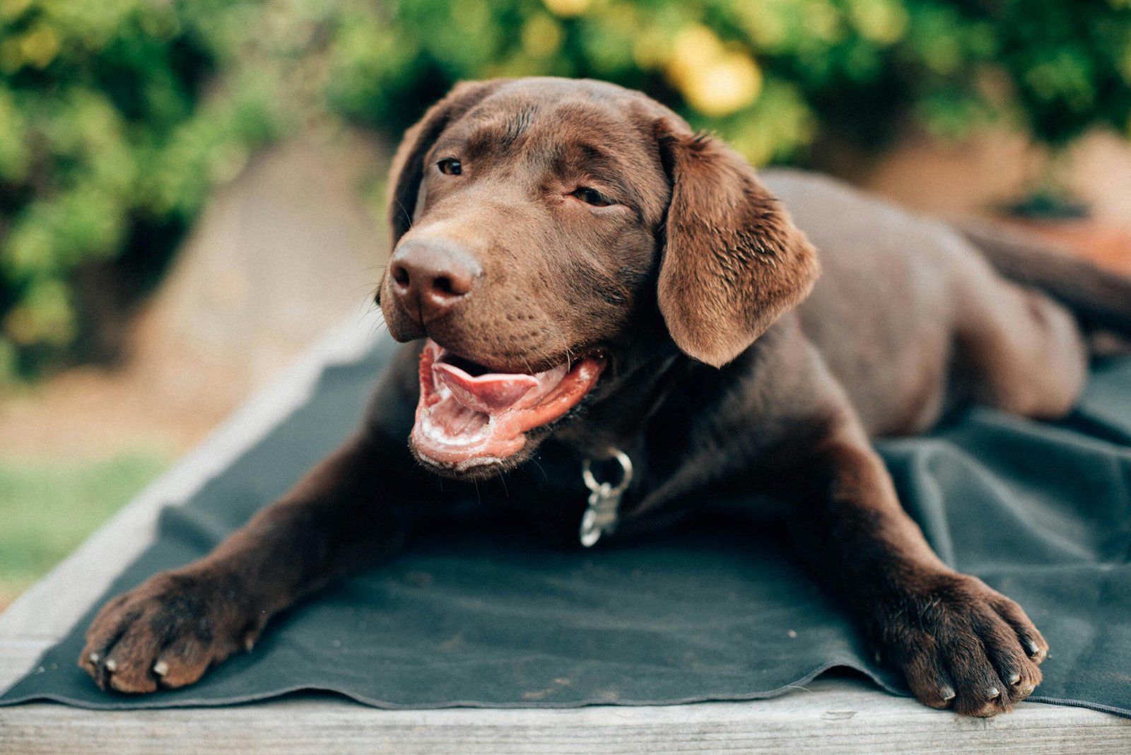joint pain in senior dog