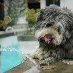 Why Hydration Is Key for Senior Dogs: Food, Health & Longevity