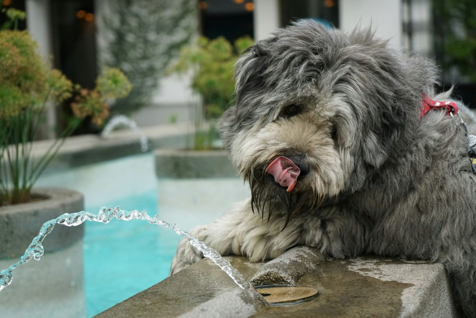 You are currently viewing Why Hydration Is Key for Senior Dogs: Food, Health & Longevity