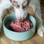 Best Wet Food For Senior Dogs in 2025