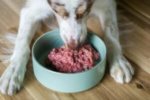 Read more about the article Best Wet Food For Senior Dogs in 2025