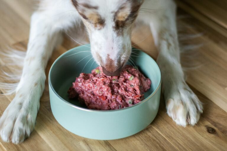 Best Wet Food For Senior Dogs in 2025