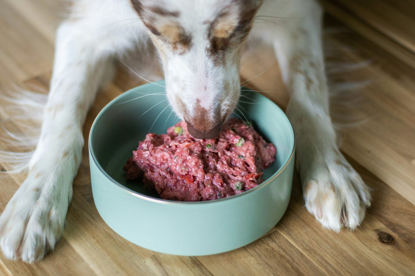 You are currently viewing Best Wet Food For Senior Dogs in 2025
