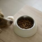 How to Mix Wet and Dry Dog Food: Vet-Approved Feeding Guide (2025)