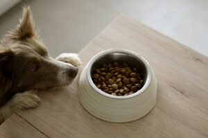 Read more about the article How to Mix Wet and Dry Dog Food: Vet-Approved Feeding Guide (2025)