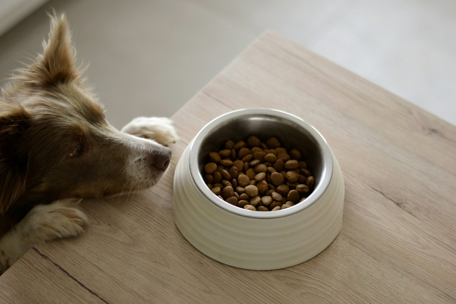 You are currently viewing How to Mix Wet and Dry Dog Food: Vet-Approved Feeding Guide (2025)