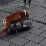 Best Gadgets for Senior Dogs: Mobility, Comfort, Safety & Enrichment