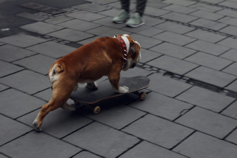 Best Gadgets for Senior Dogs: Mobility, Comfort, Safety & Enrichment