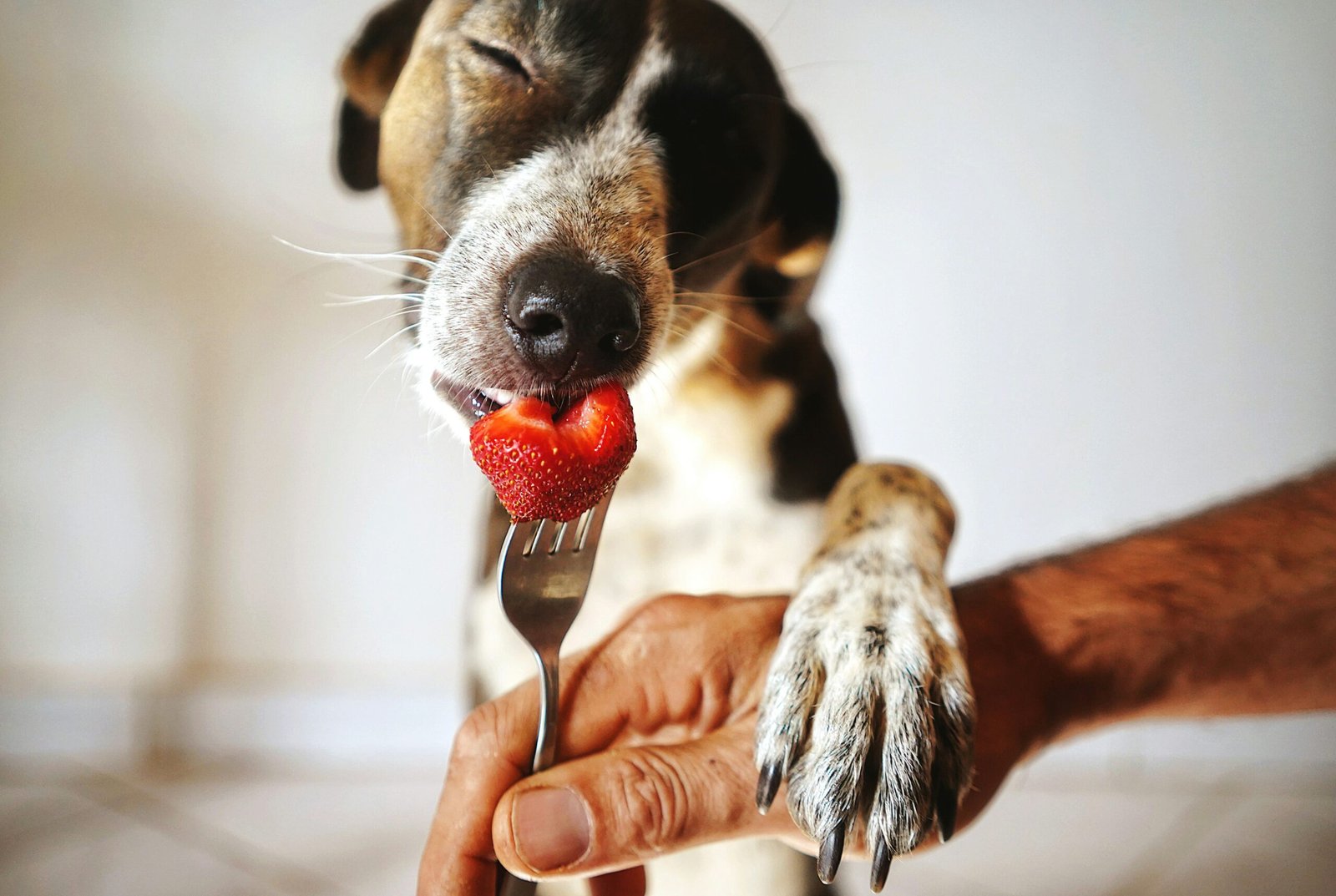 hydration is key for senior dogs
